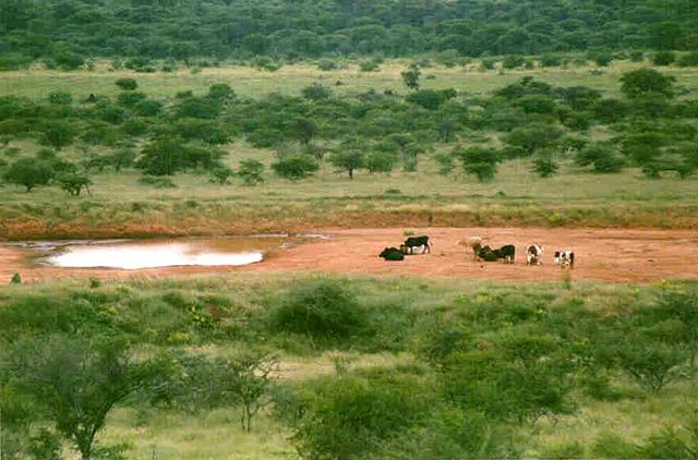 Image:BotswanaSeroweWaterhole.jpg