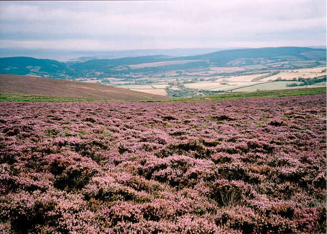 Image:Sea of Heather on Dunkery.jpg