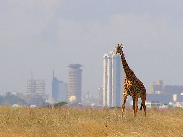 Image:Giraffe nairobi natl park.jpg