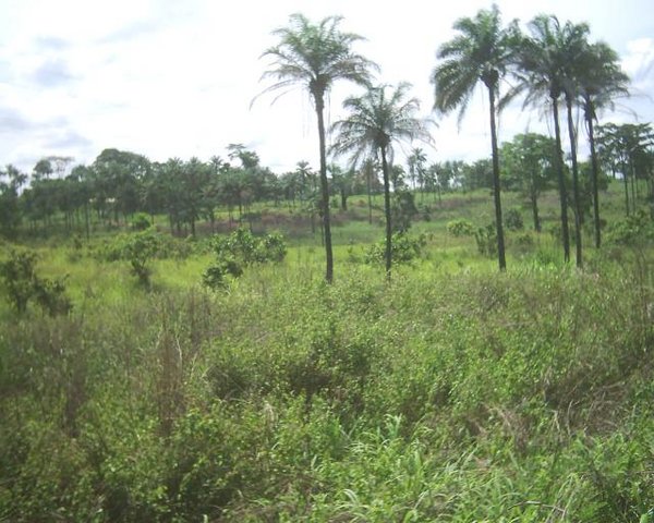 Image:Bas-congo.JPG