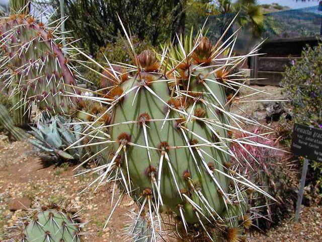 Image:Cactus1web.jpg