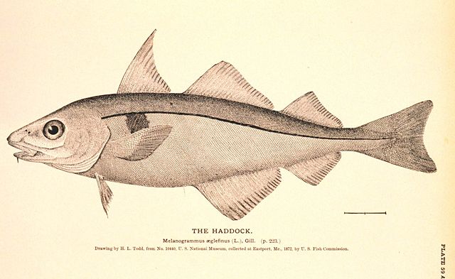 Image:Melanogrammus aeglefinus.jpg
