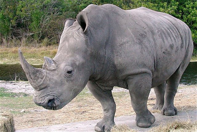 Image:Ceratotherium simum kwh 2.jpg