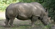 White Rhinoceros at the Henry Doorly Zoo.