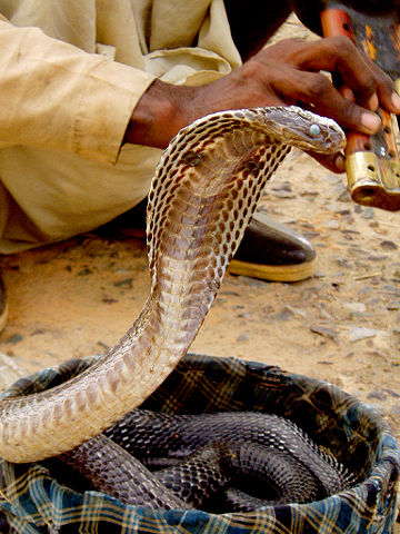 Image:Snake in basket.jpg
