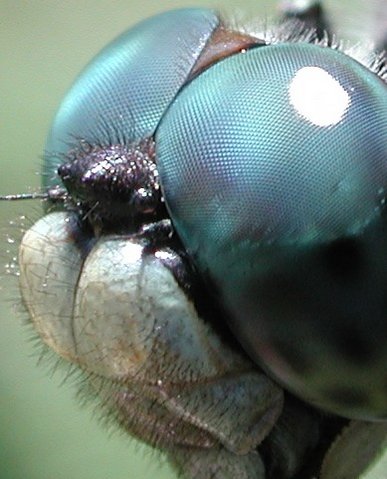 Image:Dragonfly eye 3811.jpg