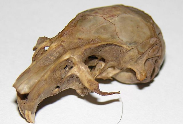 Image:George's skull1.jpg
