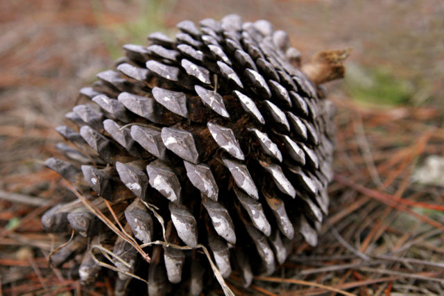 Image:Pine cone edit.jpg