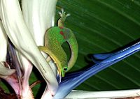 Gold dust day gecko licking nectar from the "bird of paradise" flower (Strelitzia)