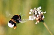 Buff-Tailed bumblebee, Bombus terrestris