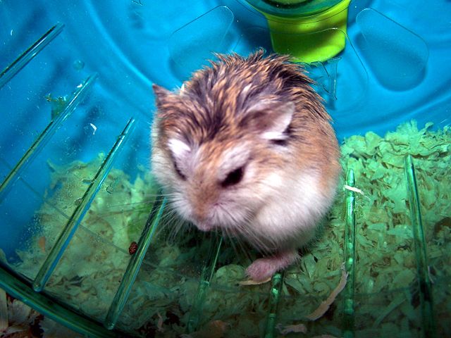 Image:Roborovski Dwarf Hamster - Colour Corrected.jpg