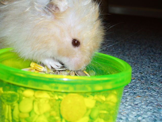 Image:Hamster eating food.JPG