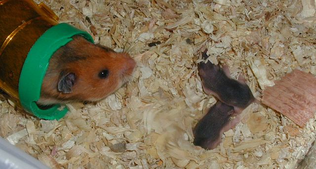 Image:Hamster with babies.jpg