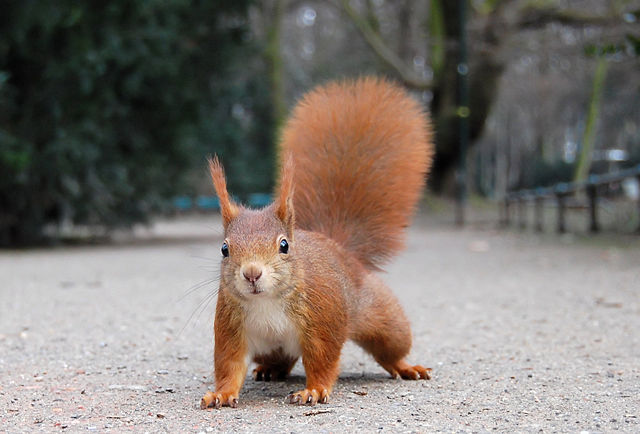 Image:Eichhörnchen Düsseldorf Hofgarten edit.jpg