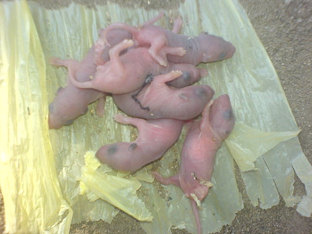 Image:Baby mice.jpg
