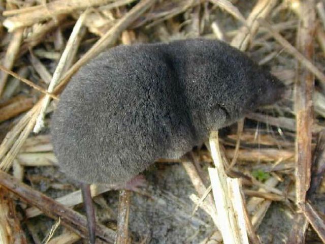 Image:Southern short-tailed shrew.jpg