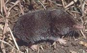 The Northern Short-tailed Shrew is known to echolocate