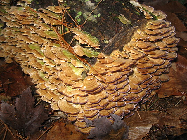 Image:Mushroomy Log.JPG