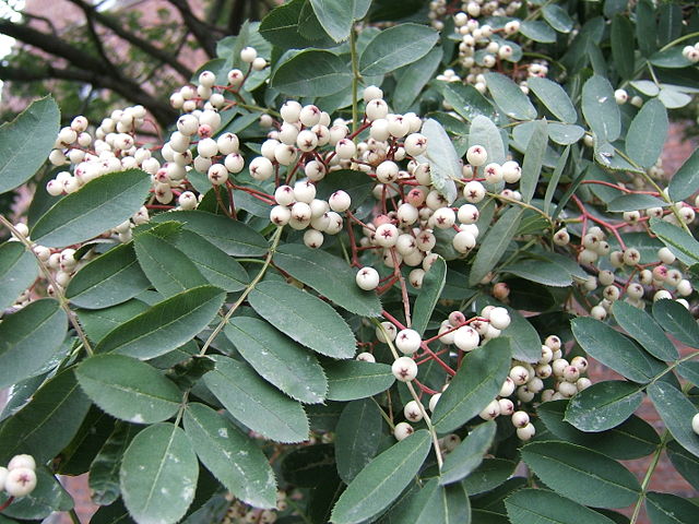 Image:Sorbus glabrescens1.jpg