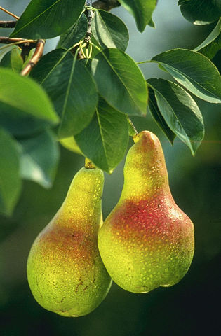 Image:Pears.jpg