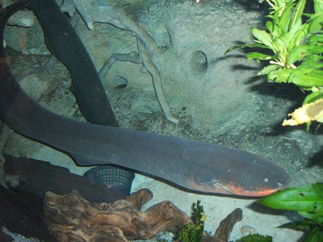 Image:Electric-eel2.jpg