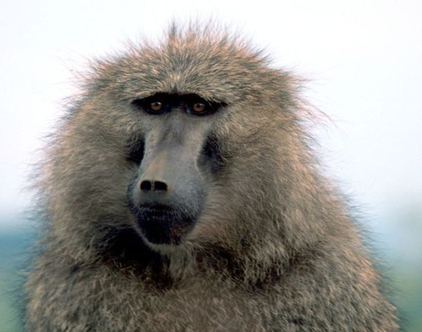 Image:Olive baboon1.jpg