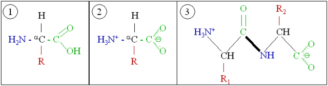 Image:Amino acids 1.png