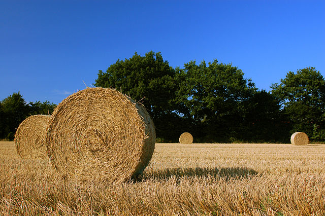 Image:Harvest Hay Bales in SH.jpg