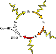 Oxygen evolution by water oxidation during photosynthesis. The jagged lines represent four photons oxidizing the central cluster of the oxygen evolving complex by exciting and removing four electrons through a cycle of S-states.