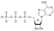 Oxygen represents more than 40% of the molecular mass of the ATP molecule.