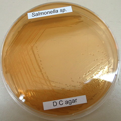 Image:Salmonella sp. on DC-agar from Flickr 69017875.jpg