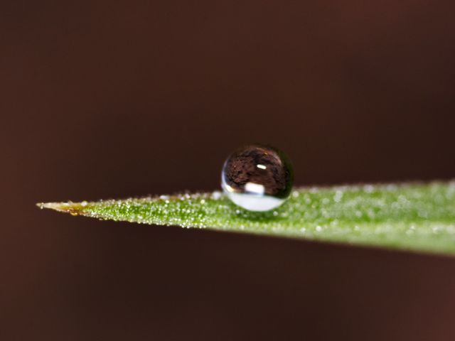 Image:Dew 2.jpg