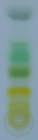 Image:Chromatography of chlorophyll - Step 7.jpg