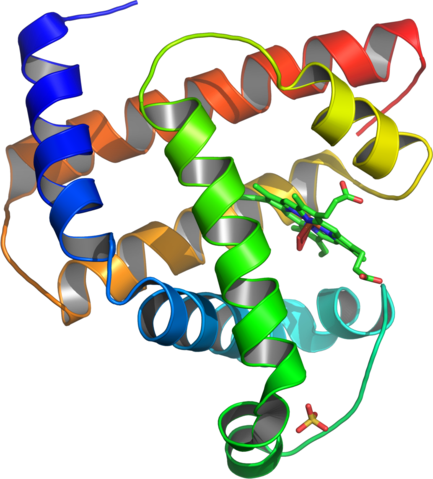 Image:Myoglobin.png