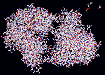 The enzyme hexokinase is shown as a simple ball-and-stick molecular model. To scale in the top right-hand corner are two of its substrates, ATP and glucose.