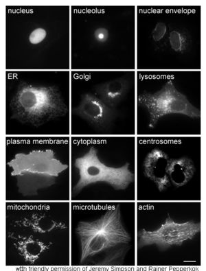 Proteins in different cellular compartments and structures tagged with green fluorescent protein (here, white).