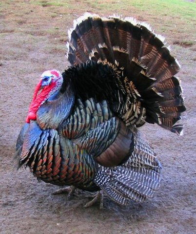 Image:Male north american turkey supersaturated.jpg
