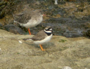 Ringed Plover (adult), with a Redshank behind