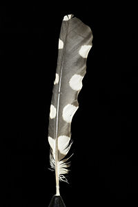 Feather of Dendrocopos major (Great Spotted Woodpecker)