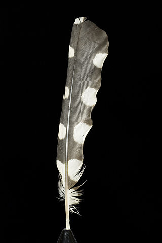 Image:Feather of 'Dendrocopos major' (Great Spotted Woodpecker).jpg