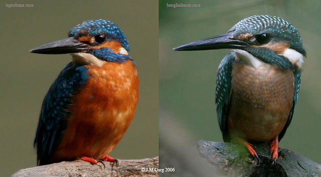 Image:Common Kingfisher- different races.jpg