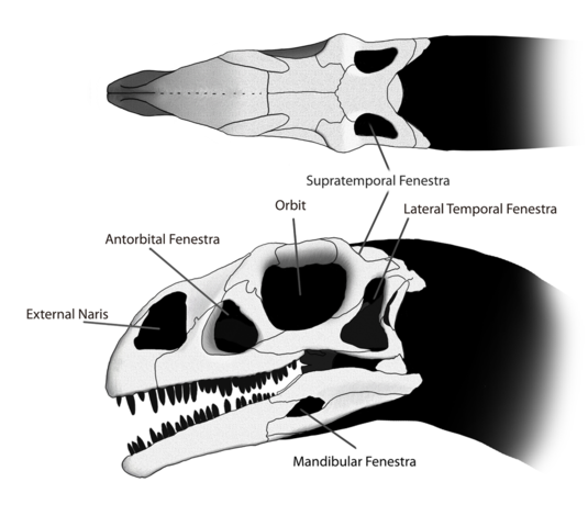 Image:Massospondylus Skull Steveoc 86.png
