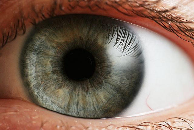 Image:Eye iris.jpg