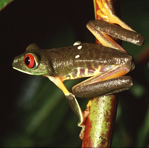 Image:Agalychnis callidryas.jpg