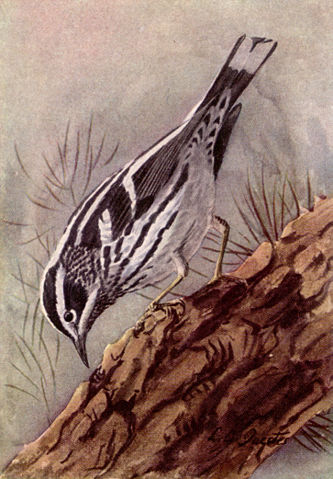 Image:Black and White Warbler NGM-v31-p309-A.jpg