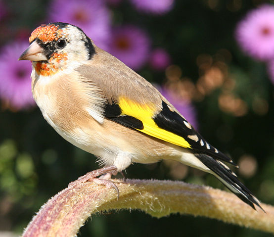 Image:De Stieglitz lat Carduelis carduelis.jpg