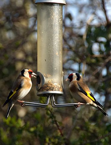 Image:European Goldfinch (Carduelis carduelis) -two on birdfeeder.jpg