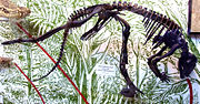 Hypsilophodon skeleton at Oxford University Museum of Natural History.