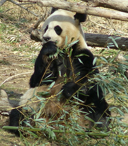 Image:Giant Panda Washington DC.JPG