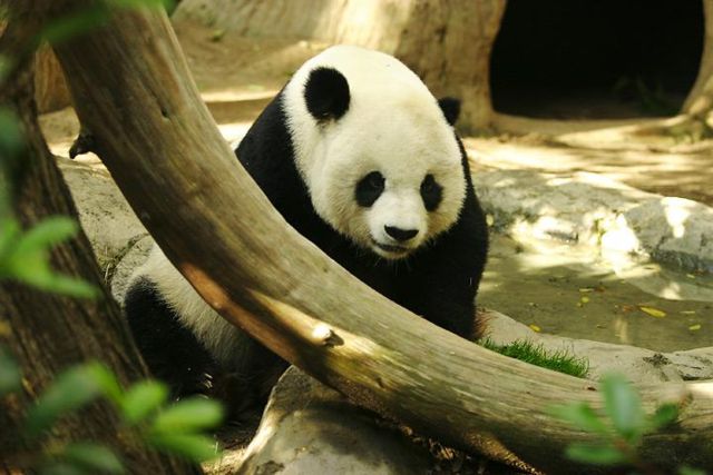 Image:Lightmatter panda.jpg